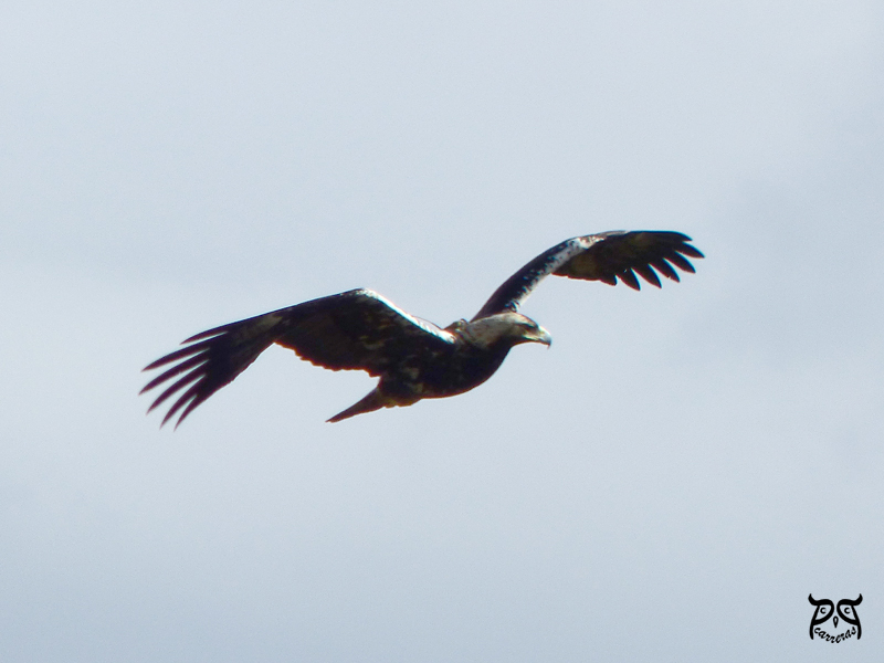 'Moro', en vuelo y con plumaje de adulto casi completo. Foto: Pepe Carreras.