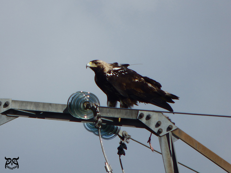 'Moro', con plumaje de adulto casi completo, come sobre un tendido. Foto: Pepe Carreras.