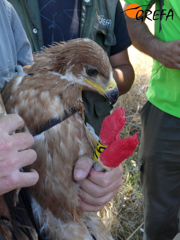 'Moro', el día de su marcaje con emisor GPS en 2012, cuando era un pollo apenas volantón.