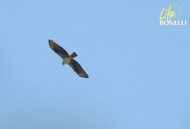 Ejemplar de águila de Bonelli observado en la salida al campo de la reunión en Jaén de LIFE Bonelli.