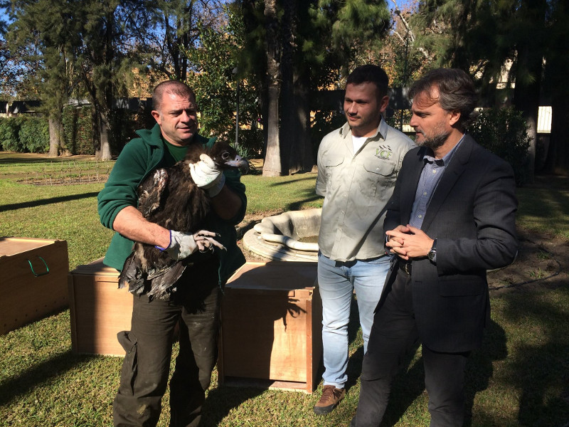 José Fiscal, consejero de Medio Ambiente de Andalucía, asiste a la entrega a personal de VCF de uno de los siete buitres negros destinados a Francia. Foto: VCF.