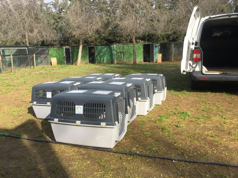 Transportines con los siete buitres negros destinados a Francia. Foto: VCF