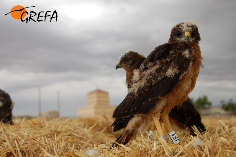 Pollos de aguilucho cenizo en el hacking