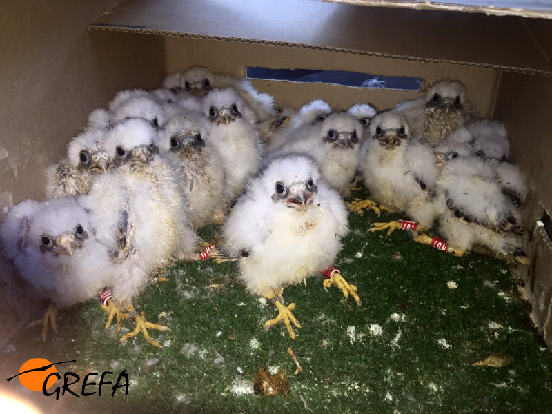 Los cernícalos primilla recien llegados a Córdoba