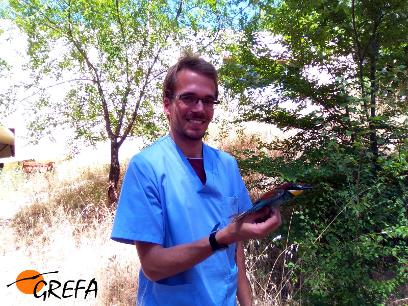 Momentos antes de la liberación del abejaruco