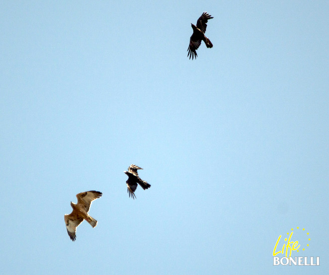 'Finistérre' acosado por dos cuervos en sus primeros días de vuelo. Evitar a los cuervos es un buen entrenamiento para las jóvenes águilas. Foto: Ugo Mameli.