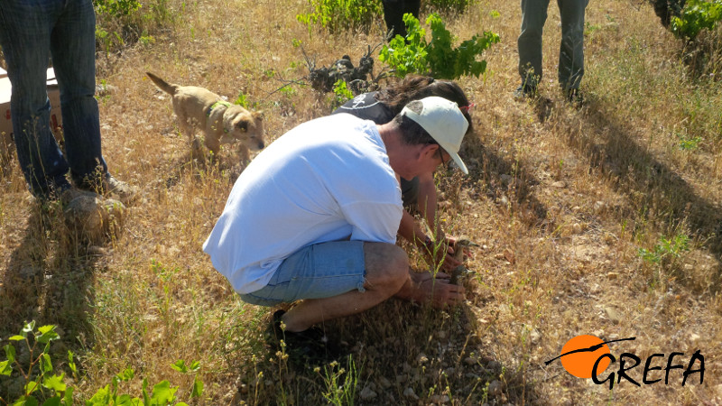 Momento de la suelta de los alcaravanes