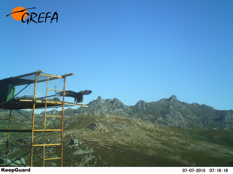 'Paquito', en la plataforma de suelta desde la que fue liberada esta águila real hace un año en la provincia de Ourense.