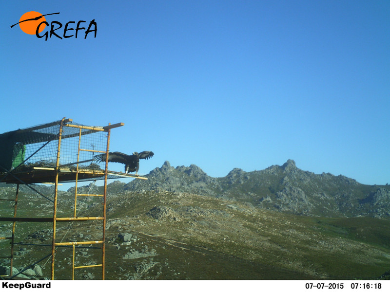 'Paquito', en la plataforma de suelta desde la que fue liberada esta águila real hace un año en la provincia de Ourense.