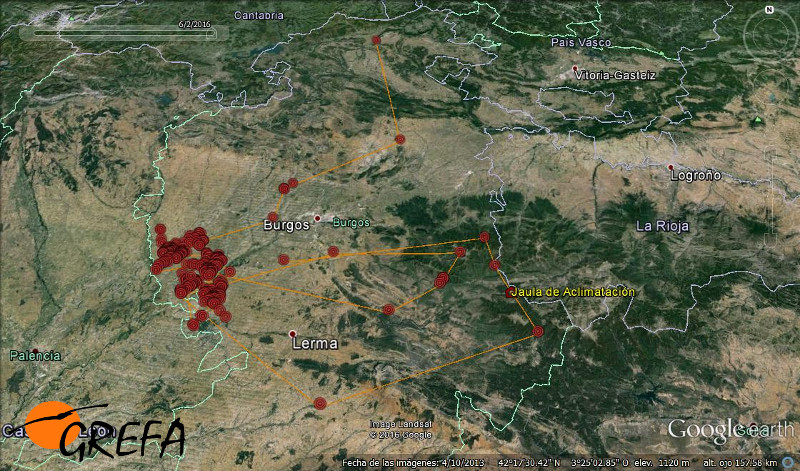 Movimientos del águila real 'Paquito' por la provincia de Burgos.