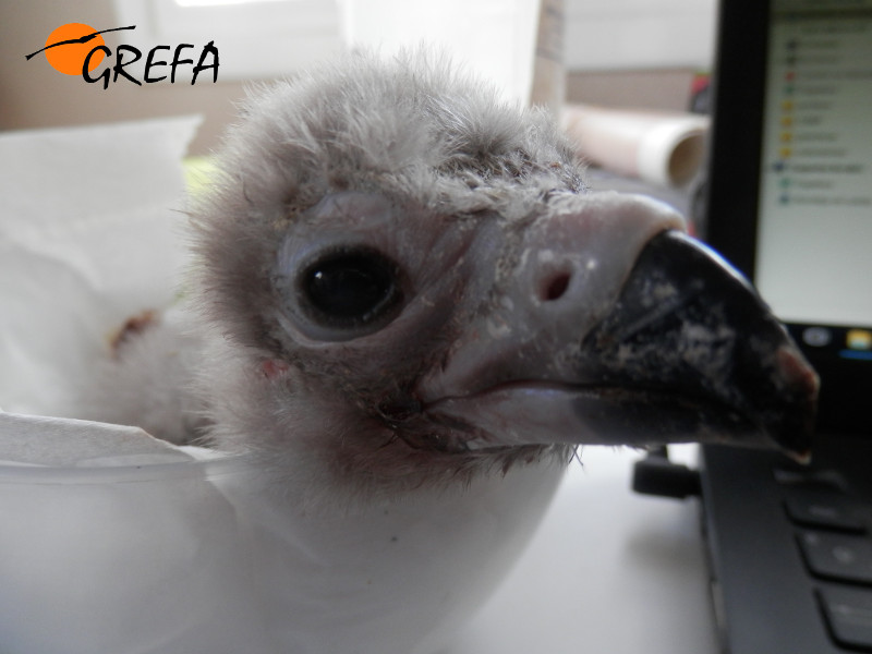 Este pollo de buitre negro criado en 2016 en GREFA 'chupó' cámara en 'Aquí la Tierra'.