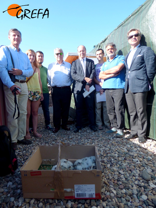 Autoridades, investigadores y personal de GREFA, momentos antes de introducir los veinte pollos de cernícalo primilla en el hacking. Autoridades, investigadores y personal de GREFA, momentos antes de introducir los veinte pollos de cernícalo primilla en el hacking.