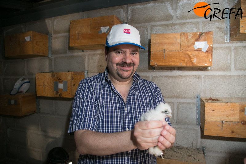 Un participante de CLH, con un pollo de cernícalo primilla antes de introducirlo en su nidal del primilla de Arganda del Rey 