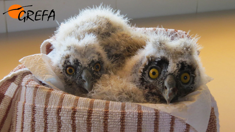 Varios pollos de búho chico reposan en la nursería de GREFA, donde se atiende a los animales “huérfanos”. Foto: GREFA.