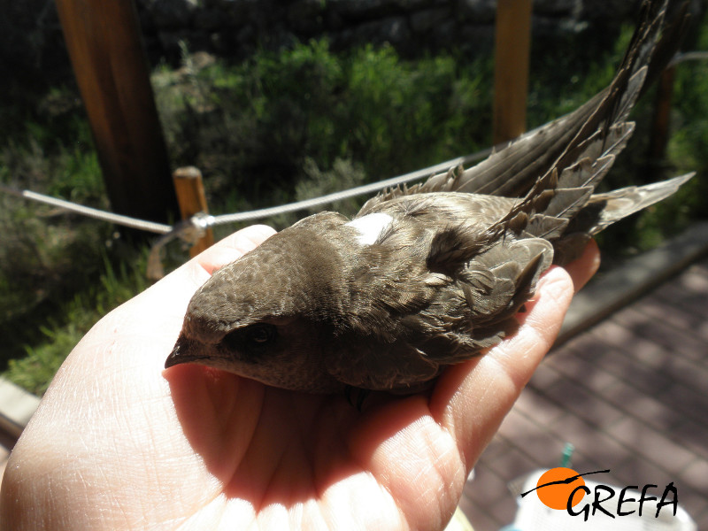 Un vencejo “huérfano” con un vendaje en un ala es atendido en la nursería de GREFA. Foto: GREFA.