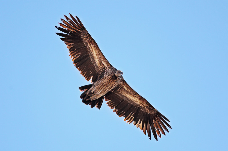 Ejemplar juvenil en vuelo de buitre del Himalaya (Gyps himalayensis), fotografiado en la zona del Annapurna (Nepal). Foto: Benjamint444 / Wikicommons.