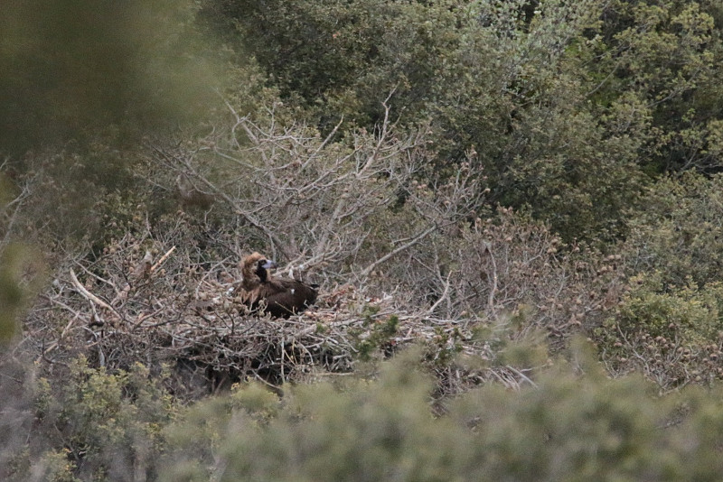 Una hembra liberada en 2014 ('Lorena') ha dado a luz un pollo que ya cuenta con 14 días de edad. Foto: Equipo de trabajo Boumort-Alinyà.