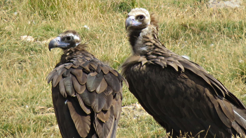 La hembra 'Perla' y el macho 'Portel' forman una de las seis parejas que han sacado pollo esta temporada. Foto: Equipo de trabajo Boumort-Alinyà.