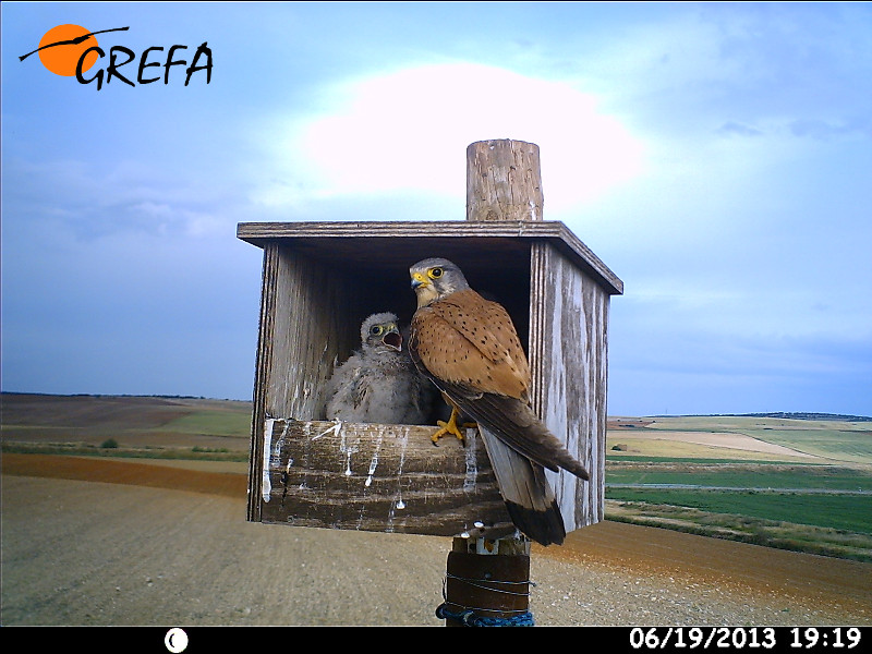 Un macho de cernícalo vulgar, a la entrada de una caja nido con pollos colocada por GREFA en Castilla y León.