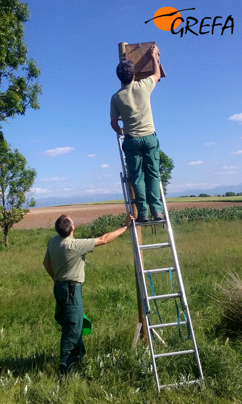 Agentes de la Guardería Forestal de la Junta de Castilla y León levantan el cadáver de hembra de cernícalo vulgar encontrada en uno de los nidales instalados en Escalona del Prado (Segovia).