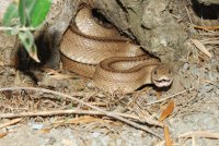 Ejemplar adulto de culebra de escalera.