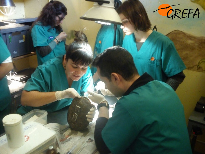 3. Alumnos realizando las curas de una herida a un galápago leproso (Mauremys leprosa).