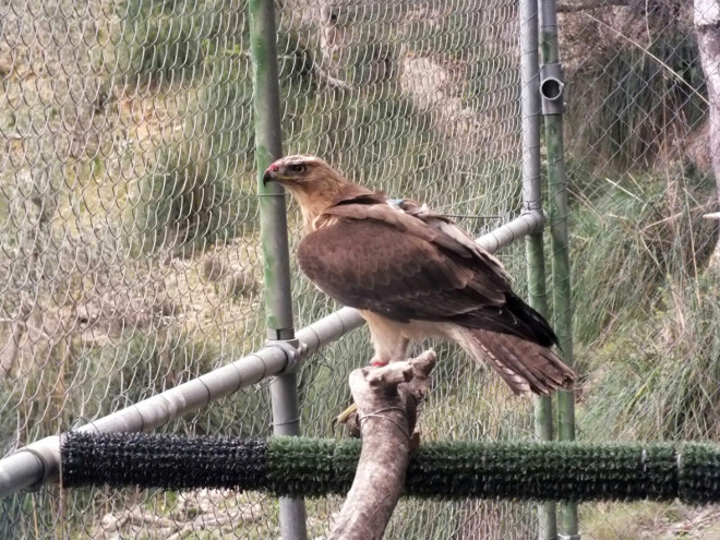 El águila de Bonelli 'Frax' en la jaula de aclimatación de su zona de liberación en Mallorca. Foto: Xavier Gassó.