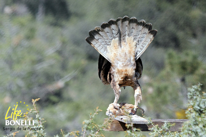 'Haza' sin anillas en marzo de 2016. Foto: Sergio de la Fuente.