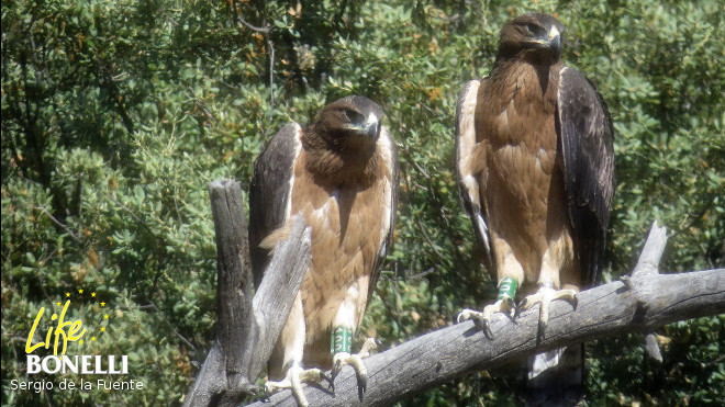 'Argonne' y 'Verdun', procedentes del centro de cría francés de Christian Pacteau, liberadas en 2015, con sus anillas de color verde. 'Argonne' y 'Verdun', procedentes del centro de cría francés de Christian Pacteau, liberadas en 2015, con sus anillas de color verde.
