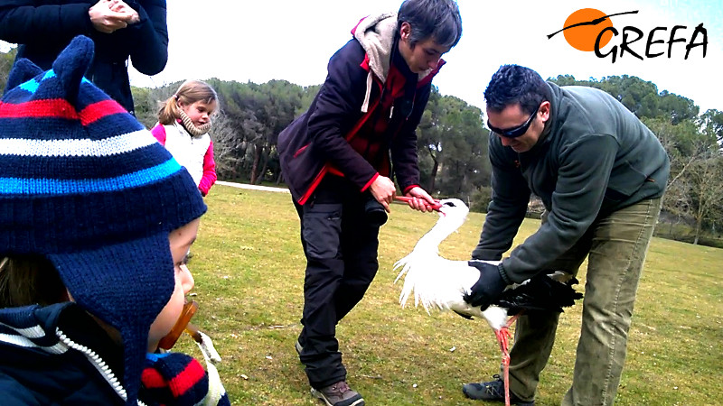 Momento de la liberación de la cigüeña blanca