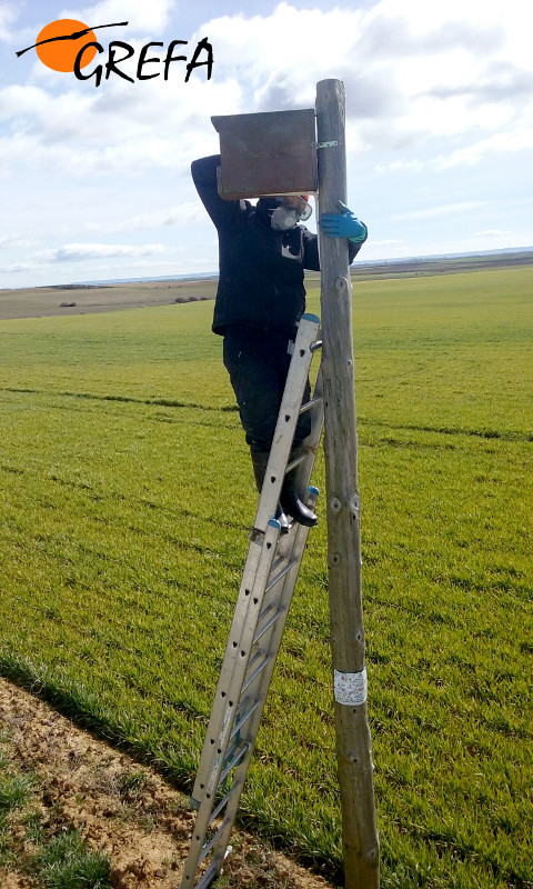 Una voluntaria de GREFA limpia una caja nido de cernícalo vulgar en la comarca palentina de Tierra de Campos.