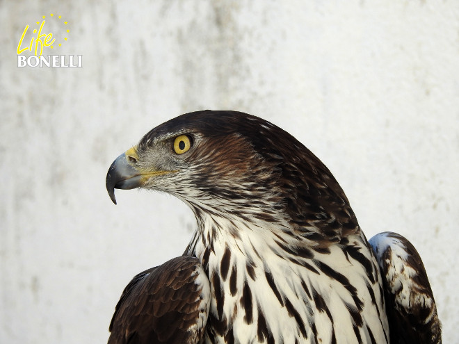 Macho de una de las parejas de águila de Bonelli del centro de cría de GREFA.