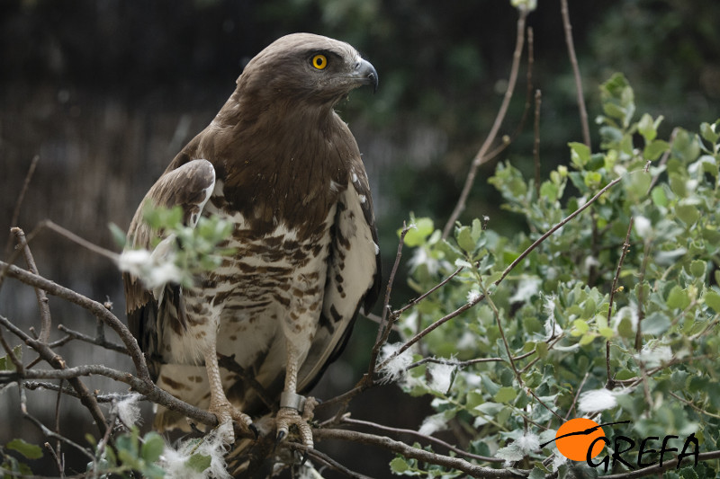 Ejemplar de águila culebrera.