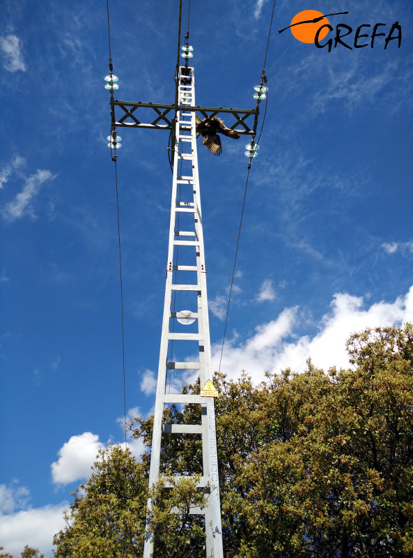 Poste del tendido eléctrico de Majadahonda (Madrid), con el cadáver del búho real en lo alto.