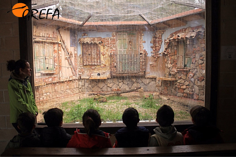 Visita de un grupo de niños al primillar educativo de GREFA.