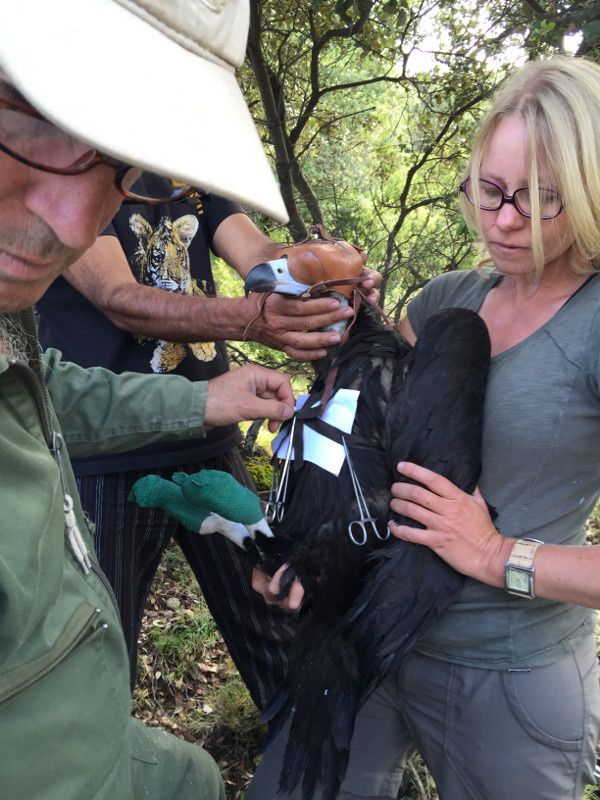 Émilie Delepoulle ayuda a marcar con un emisor a un buitre negro de la colonia pirenaica.