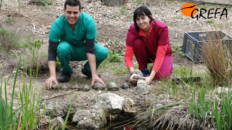 Voluntarios de nefermería llevan los galápagos leprosos a la charca de rehabilitación
