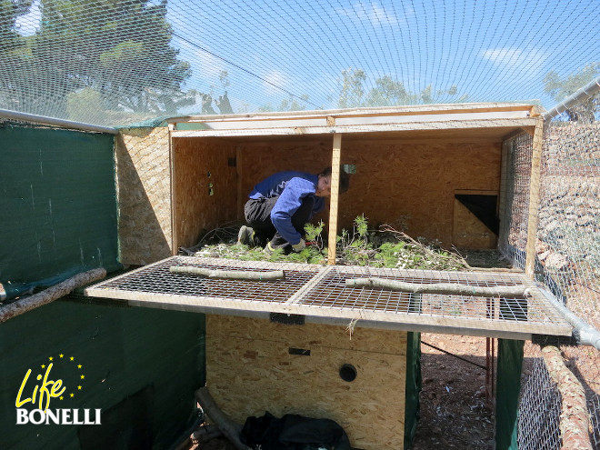 Pep, un estudiante en prácticas, pone a punto el nido para las nuevas águilas de Bonelli dentro de la jaula-hacking. Foto: Carlota Viada/COFIB.