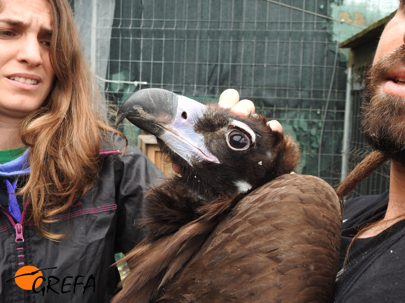 Una veterinaria de GREFA examina los ojos de uno de los buitres negros marcados en Alinyá.