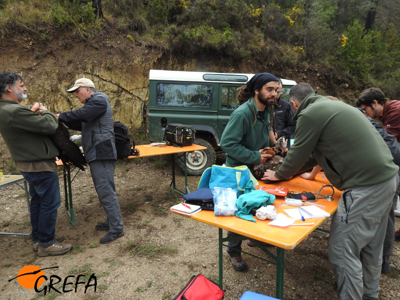 A toda máquina durante el marcaje de buitres negros en Alinyá: mientras un equipo realizaba los controles sanitarios y toma de muestras pertinentes a las aves, otro les colacaba los emisores GPS.