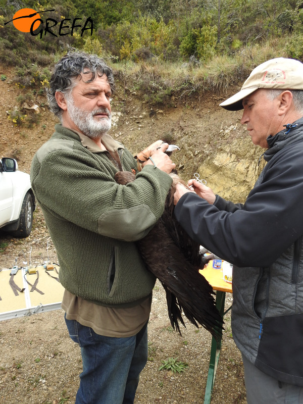 Con el primero de los buitres negros marcados en Alinyà, en el momento de colocarle el emisor GPS.