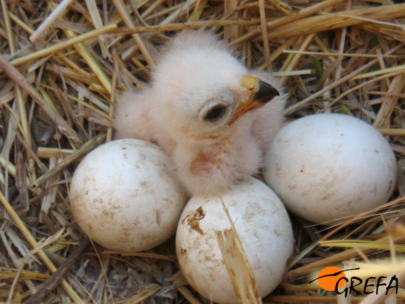 Eclosión de pollos de aguiluchos cenizos