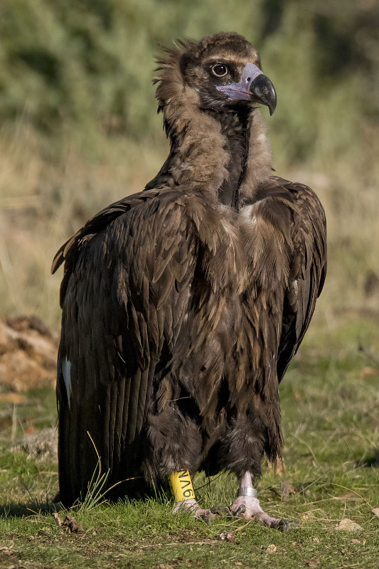 Fotografía de "Bartolo" hecha el pasado 7 de noviembre desde un hide de Hidesmadrid. Foto: Alberto Álvarez.