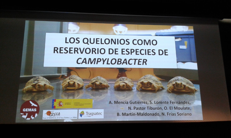 Imagen de la presentación sobre Campylobacter en Quelonios