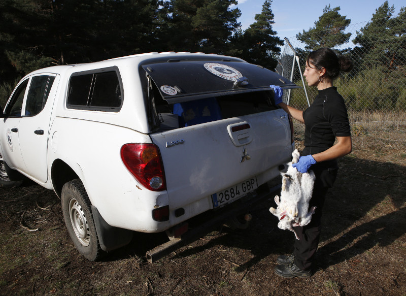 Lorena Juste, de GREFA, extrae de su vehículo restos animales para alimentar a los buitres negros.