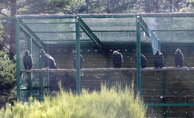 Varios buitres negros en el jaulón de aclimatación de Huerta de Arriba (Burgos), donde esperan a ser definitivamente liberados en 2017.