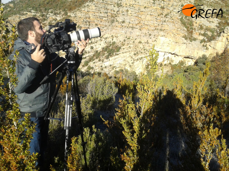 Un cámara de "El País" graba en la distancia a buitres negros posados en un roquedo de la reserva de Boumort (Lleida). Foto: Equipo de Trabajo Boumort-Alinyà.