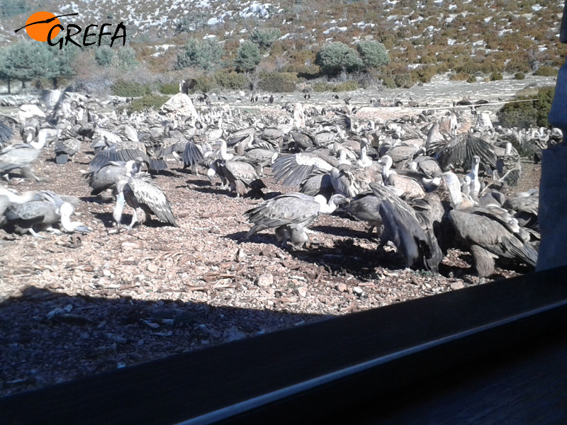 Buitres leonados fotografiados desde el "hide" de Boumort. Al fondo se aprecian algunos buitres negros. Foto: Equipo de Trabajo Boumort-Alinyà.