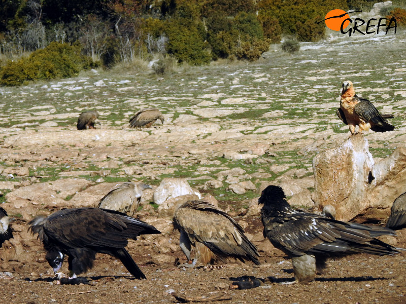 Tres especies de rapaces necrófagas en nuestra visita al "hide" de Boumort: de izquierda a derecha, buitre negro, buitre leonado y quebrantahuesos subadulto. Más a la derecha, subido en la roca, quebrantahuesos adulto. Foto: Equipo de Trabajo Boumort-Alinyà.