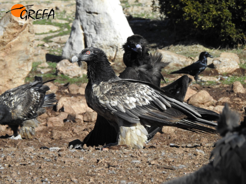 Un quebrantahuesos joven (delante) y "Viliana", el pollo de 2016 de la pareja de buitres negros "Oriol" y "Pessonada" posaron para nosotros delante del "hide" de Boumort. Foto: Equipo de Trabajo Boumort-Alinyà.